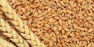 Whole Wheat Grain