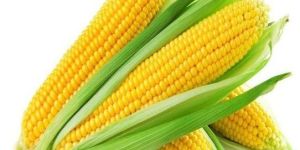 Yellow Corn Hybrid Maize