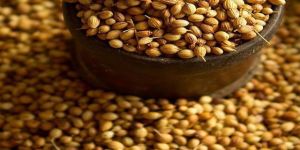 Coriander Seeds