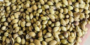 Coriander Seeds