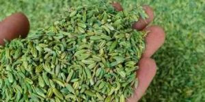 Fennel Seed ( Saunf )