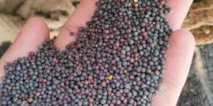 Mustard Black Seeds