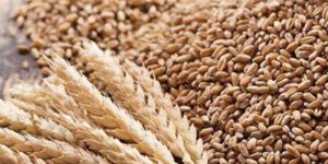 Natural Wheat