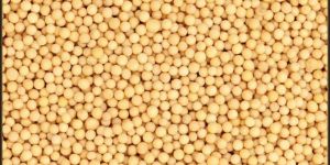 Yellow Mustard Seed
