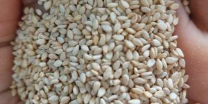 Sesame Seeds