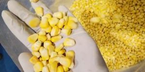 Sweet Corn