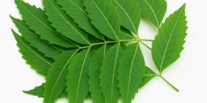 Wet Neem Leaves