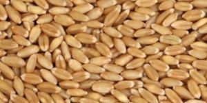 Wheat