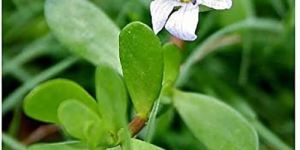 Brahmi Whole Plant