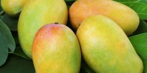 Kesar Mango