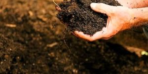 Natural Vermicompost Fertilizer