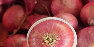 a Grade Pink Onion