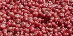 Export Quality Fresh Pink Onion