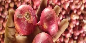 Organic Fresh Pink Onion