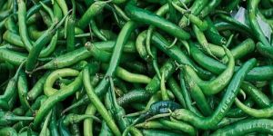 Fresh Green Chilli