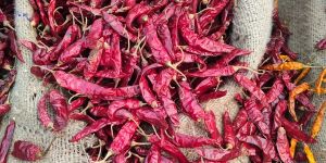 GUNTUR DRIED RED CHILI