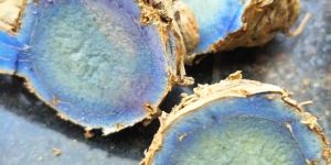 100g to 200g fresh black turmeric root