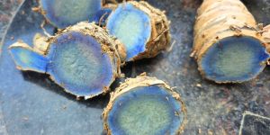 uptp 100g fresh black turmeric root