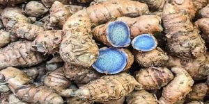 Fresh Black Turmeric Finger