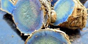 fresh black turmeric root