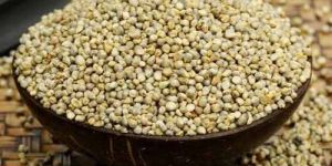 Bajra Pearl Millet