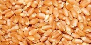 Natural Wheat Grain