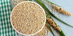 Organic Jowar Seed