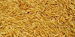 Paddy Dhan Seed