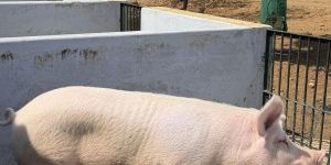 Live Pigs