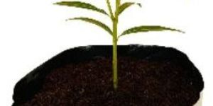 Cocopeat Grow Bags