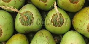a Grade Tender Coconut