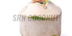 Trimmed Fresh Coconut