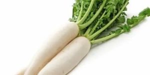 A Grade Fresh White Radish