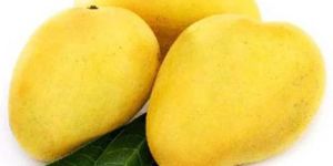 Fresh Langra Mango