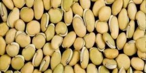 Field Bean