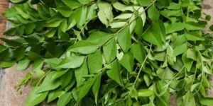 Fresh Curry Leaves