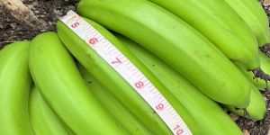 Fresh G9 Cavendish Banana