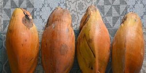 Orange Tender Coconut