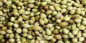 Coriander Seeds