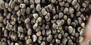 Dried Mushk Dana