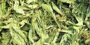 Dried Stevia Leaves