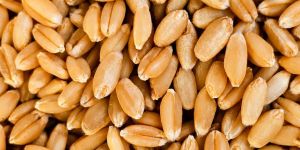 Lokwan Wheat