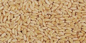 Sortex Clean Lokwan Wheat Grain
