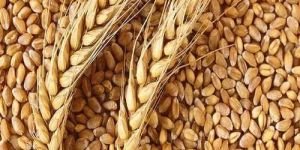 WH-147 Organic Wheat Grain