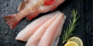 Frozen Grouper Fish