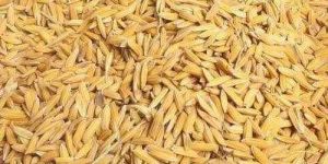 PR 121 Non Basmati Rice