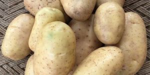 Fresh Kufri Potato