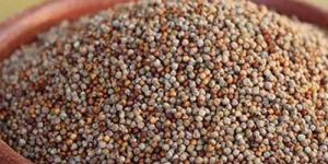 Natural Pearl Millet