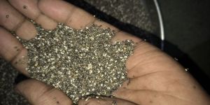 Chia Seeds