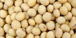 Dried Soybean Seeds